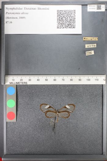 Media type: image;   Entomology 108352